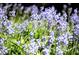 Close up on wildflowers with lush greenery and sunlight filtering through at 4615 Northside Dr, Atlanta, GA 30327