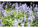 Close up photo of blue flowers at 4615 Northside Dr, Atlanta, GA 30327