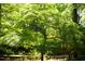 Lush, mature landscaping features a vibrant green tree, providing shade and beauty at 4615 Northside Dr, Atlanta, GA 30327