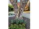 Beautifully landscaped front yard with colorful tulips and pansies adorning the base of a distinctive tree at 2064 Democracy Dr, Buford, GA 30519