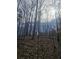 A wooded landscape with brown leaves on the ground and bare trees reaching towards the sky at 2540 Marsha Cir, Cumming, GA 30041