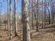 Beautiful wooded land with mature trees and natural ground cover on a sunny day at 2540 Marsha Cir, Cumming, GA 30041