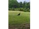 Turkey standing in expansive grassy backyard against a wooded backdrop at 3254 Paul Harris Rd, Dallas, GA 30157