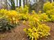 Beautiful yellow landscaping at 25108 Plantation Dr # 108, Atlanta, GA 30324