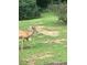 Beautiful backyard scene with deer grazing on the lush green lawn at 3093 Brookshire Way, Duluth, GA 30096
