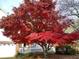 Home featuring a vibrant red Japanese Maple tree in the front yard, adding natural beauty to the landscape at 3423 Conley Downs Dr, Powder Springs, GA 30127