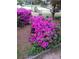 Landscaped yard with vibrant azalea bushes enhancing the curb appeal at 3423 Conley Downs Dr, Powder Springs, GA 30127