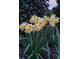 Close-up of blooming yellow and white daffodils showcasing their vibrant colors and fresh appeal at 1530 Avalon Creek Rd, Sugar Hill, GA 30518