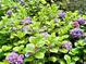 Close up of a garden filled with purple hydrangeas and lush green foliage, perfect for a serene outdoor space at 3870 Wyntuck Nw Ct, Kennesaw, GA 30152