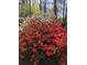 Garden view with an abundance of red and white azaleas, creating a colorful and inviting outdoor space at 3870 Wyntuck Nw Ct, Kennesaw, GA 30152