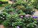 Lush garden featuring vibrant purple and blue hydrangeas, adding charm and color to the landscape at 3870 Wyntuck Nw Ct, Kennesaw, GA 30152