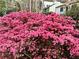 Beautiful blooming azalea bush with lovely pink flowers adds charm to this landscaped yard at 1175 Kingsley Ne Cir, Atlanta, GA 30324