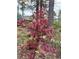 A red Japanese Maple adds a vibrant touch to the home's beautifully landscaped yard at 1175 Kingsley Ne Cir, Atlanta, GA 30324