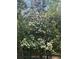 A mature flowering tree with white blossoms accents the exterior of the home at 1405 Roper Rd, Canton, GA 30115