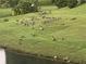 Lush green backyard with a flock of geese near the water at 2382 Merrymount Dr, Suwanee, GA 30024