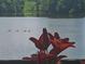 Peaceful lake view with red lily and wildlife, including ducks at 2382 Merrymount Dr, Suwanee, GA 30024