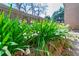 Lush landscaping featuring vibrant green foliage and delicate white flowers, enhancing the property's appeal at 1181 Fairview Ne Rd, Atlanta, GA 30306