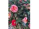 Beautiful camellia bushes with a mix of red and pink blossoms with yellow centers and dark green leaves at 679 Victorian Cir, Dallas, GA 30157