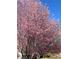 Blooming cherry tree with pink blossoms against a blue sky at 679 Victorian Cir, Dallas, GA 30157