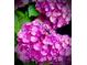 Close up of a vibrant pink hydrangea flower with a dragonfly perched on its petals at 679 Victorian Cir, Dallas, GA 30157