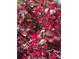 Close up of burgundy loropetalum shrub with small red fringe-like flowers and red-tinged leaves at 679 Victorian Cir, Dallas, GA 30157