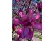 Extreme closeup of a perfect pink magnolia flower at 679 Victorian Cir, Dallas, GA 30157