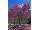 Large magnolia tree in full bloom with lush pink flowers, creating a stunning display at 679 Victorian Cir, Dallas, GA 30157