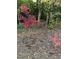 Beautifully landscaped yard with a vibrant Japanese Maple tree at 3504 Palace Ct, Tucker, GA 30084