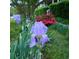 A close-up of vibrant purple flowers adds natural beauty to the lush garden, enhancing the landscape at 345 Lambeth Dr, Hiram, GA 30141