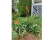 Lush garden featuring Torch Lilies, daisies and green foliage beside a white lattice fence at 345 Lambeth Dr, Hiram, GA 30141