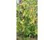 Tree branches heavily laden with unripe peaches amidst dense green foliage at 59 Pine Ridge Ln, White, GA 30184