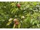 Fruit tree with unripe pears at 59 Pine Ridge Ln, White, GA 30184