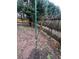 Small tree in the backyard adding greenery to the outdoor space at 1672 Cedar Bluff Way, Marietta, GA 30062