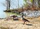 Geese enjoy life on a pond at a community lake at 2694 Mourning Dove Drive (Lot 35), Grayson, GA 30017