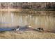 A view of ducks in the pond with grass shoreline at 2733 Eagle Ridge Rd, Marietta, GA 30062