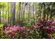 Backyard view of trees and foliage with pink flowers in bloom at 3117 Kings Arms Ne Ct, Atlanta, GA 30345