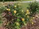 Picturesque garden bed featuring blooming yellow roses against a lush green lawn backdrop at 5221 La Paloma Sw Dr, Lilburn, GA 30047
