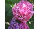 Close up of bright pink hydrangea flowers at 584 Cherokee Ne St, Marietta, GA 30060