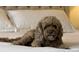 Cute Cockapoo dog lounging on a bed with white linens, creating a cozy and inviting atmosphere at 45 Honour Nw Ave, Atlanta, GA 30305
