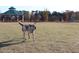 A dog walking through a sunny, well-maintained off-leash dog park with a gazebo, benches, and plenty of space to roam at 912 Tanners Point Dr, Lawrenceville, GA 30044
