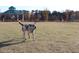 Dog park area with green space for pets to play and a gazebo in the background at 912 Tanners Point Dr, Lawrenceville, GA 30044