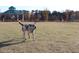 Dog running in a dog park with a pavilion in the background at 912 Tanners Point Dr, Lawrenceville, GA 30044