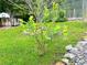A young blueberry bush planted in the landscaped yard, suggesting fresh produce and a green thumb's touch at 118 Raven Rd, Villa Rica, GA 30180