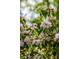 Up-close view of pink flowers with greenery at 4183 Paran Pines Nw Dr, Atlanta, GA 30327