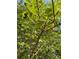 Beautiful fig tree with healthy leaves at 3550 Gravitt Rd, Cumming, GA 30040