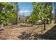 Overgrown backyard of a property features mature trees and lush greenery in a serene outdoor setting at 2696 Dodson Dr, East Point, GA 30344