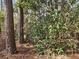 Dense trees with the sun filtering through the canopy, offering a sense of privacy and natural beauty at 3685 Emily Way, Atlanta, GA 30349