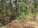 Picture features dense trees and thick vegetation, creating a private, wooded buffer around the property at 3685 Emily Way, Atlanta, GA 30349