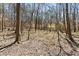 Natural wooded area with mature trees and a carpet of fallen leaves offering a serene and private setting at 400 Surveyors Pt, Suwanee, GA 30024