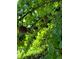 Image of a fruit tree with ripe fruit and lush green leaves at 2220 Stirling Bridge Rd, Cumming, GA 30041